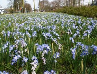 14 Mengsels De 3 Musketiers Mix Noordwijk Ook