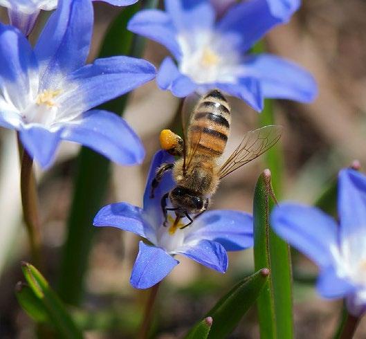 4 Biodiversiteit Biodiversiteit De biodiversiteit gaat achteruit. Als gevolg hiervan worden er momenteel zo n 350 wilde bijen soorten en veel vlinder soorten met uitsterven bedreigd.