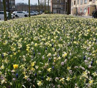 April Mei Juni Juli Beheerstype Bloeihoogte Extensief Intensief