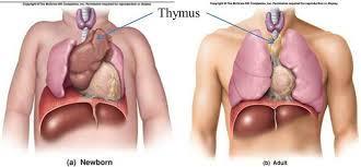 T-celontwikkeling in de thymus Ontwikkeling tot