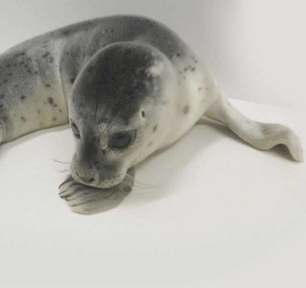 Zeehondencentrum Pieterburen is meer dan een ziekenhuis voor zeehonden in nood.