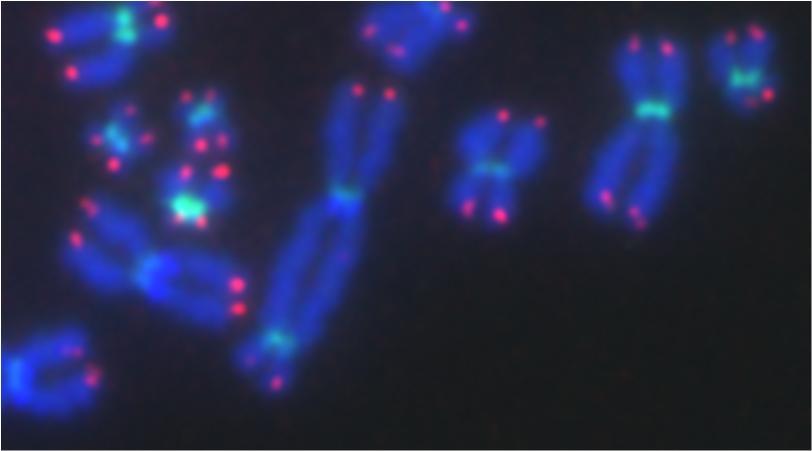 Fig. 12: Voorbeeld van gebruik van PNA probes voor opsporen van dicentrische chromosomen.