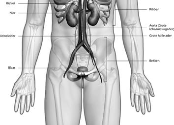 PATIËNTENINFORMATIE Chronische nierschade en nierfalen Waar zitten de nieren en hoe zien ze eruit? De meeste mensen hebben twee nieren. Ze zijn onderdeel van het urinewegstelsel.