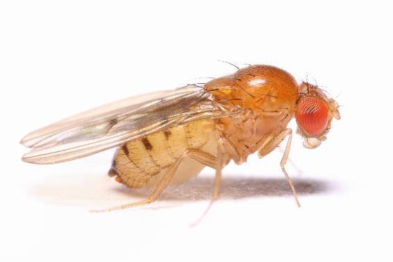 5. Module GENCLASSIC1 Practicum: Drosophila Doel Het observeren van verschillende onderdelen van de fruitvlieg Drosophila melanogaster.