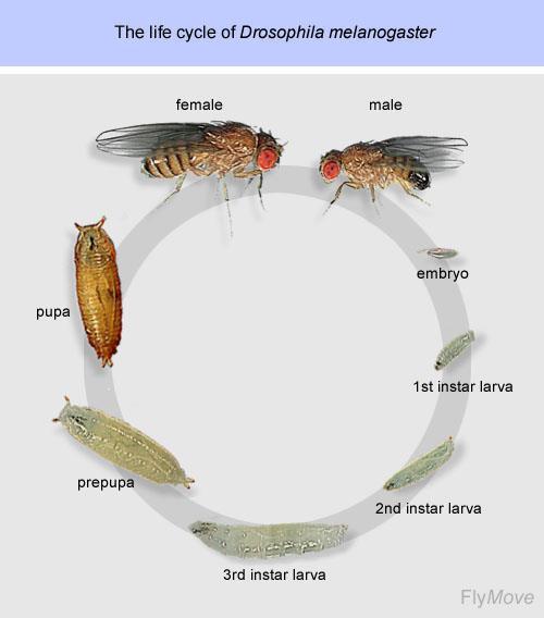 7. Practicum: Drosophila-2 Doel Het observeren van verschillende levenstadia van de fruitvlieg Beschrijving Hiernaast zie je ontwikkelingsstadia van de fruitvlieg.