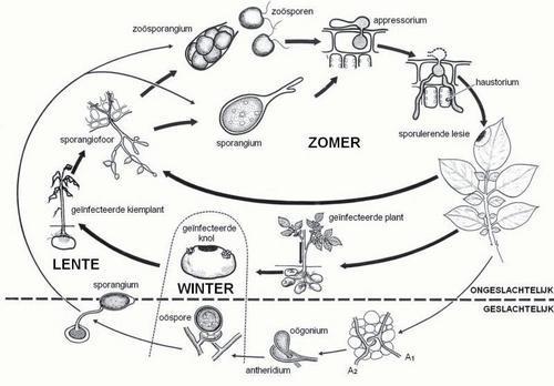 3. Plantenziekten en hun verweer De ziekteverwekker: Phytophthora Infestans (bron: databank: groenkennis.nl ) Levenscyclus aardappelziekte (bron: Wikipedia).