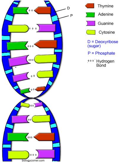 Zoek een goede tekening van het DNA op (Google) en beschrijf welke kenmerkende onderdelen aanwezig zijn. (Ook mogelijk als je geen scheikunde en/of bio hebt). 4.