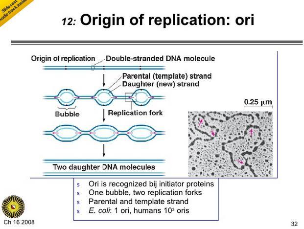 (Bron: rshbiologie -> dnalinks -> Watson & Crick original article ) 5. Wat is een mutatie? (weet je het niet? OPZOEKEN!) 6.