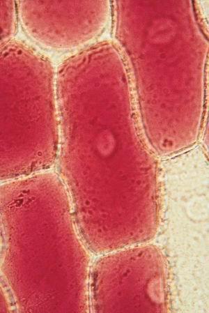 1. Practicum: Cellen van de rode ui EIGEN ONDERZOEK Doel Het aantonen van de flexibiliteit van het plasmamembraan binnen de cellen van de rode uit.