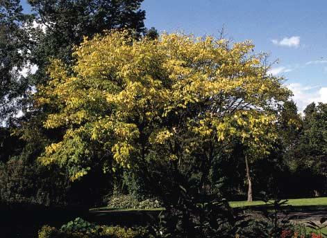 blad. Cladrastis kentukea of geelhout is een breed en