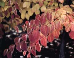 Crataegus persimilis is een meidoornsoort met grote doornen,