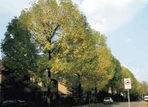 Gymnocladus dioicus, de doodsbeenderenboom, groeit vrij