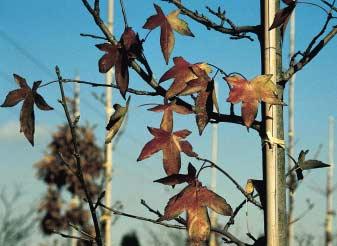 die zo n rijk scala aan herfstkleuren kan produceren dan Liquidambar