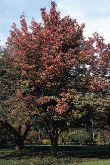 Phellodendron amurense Malus tschonoskii Malus