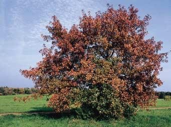 Quercus marilandica Quercus marilandica is een