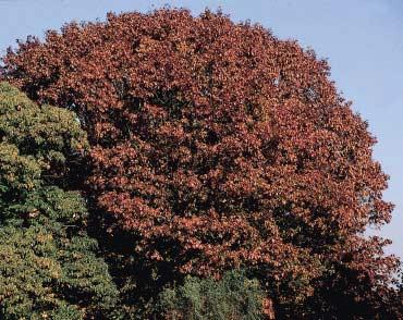 in Europa zeer wisselvallig wat de herfstkleur