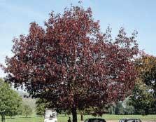 Quercus pontica Quercus palustris, de moeraseik,