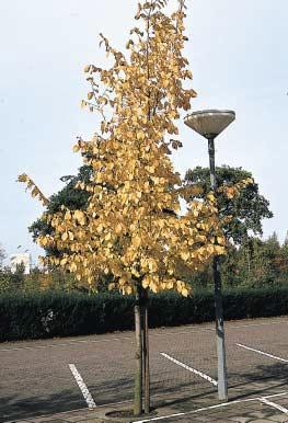 Sorbus thuringiaca Fastigiata wordt nog vrij ruim aangeplant.