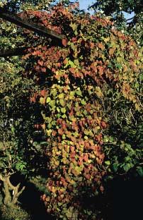 Parthenocissus tricuspidata kleurt net als P.