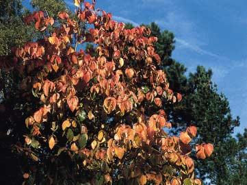 Vlammend rood is Cornus kousa voordat