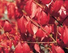 Euonymus  angustifolius vormt een