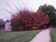 Mahonia bealei laat zien.