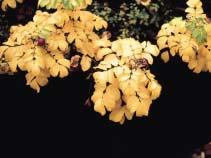 Ribes kent gele herfstkleuren zoals bijvoorbeeld R.