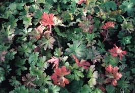 Eupatorium capillifolium Foto: PPWW, Daan Smit Euphorbia villosa kan heel mooi geeloranje