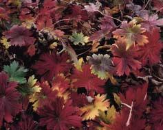 x cantabrigiense (foto) waarvan de bladeren in het najaar mooie rode kleuren aannemen.
