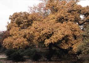 Acer campestre Nanum Acer davidii var.