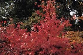 palmatum Acer palmatum Linearilobum is een