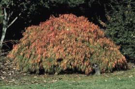 palmatum Dissectum en Acer palmatum