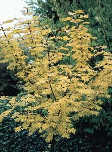 Acer rubrum valt, behalve met zijn rode bloeiwijzen in het