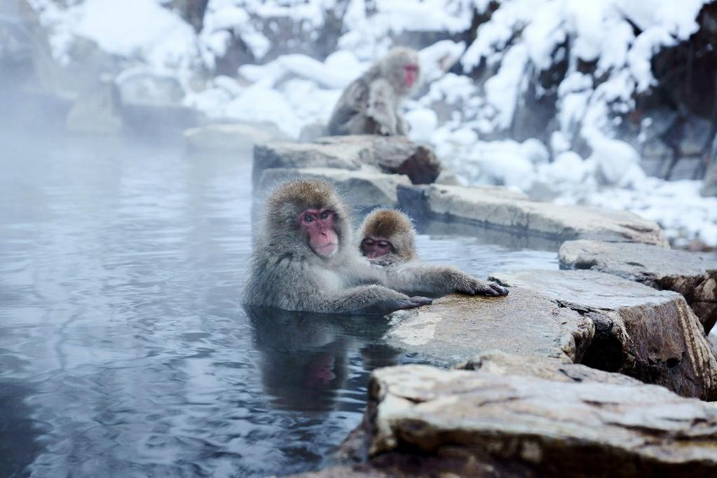 Vanuit Nagano maken we een excursie naar Yamanouchi, waar de wereldberoemde sneeuwapen leven in de bossen van het Jigokudani Monkey Park. In de buurt van de ingang van het park ligt een warmwaterbad.