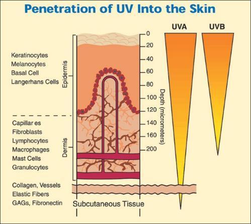 Extrinsieke huidveroudering UVB heeft meeste energie, maar dringt minder diep door UVA dringt dieper door in de huid en