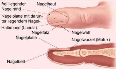 groeven Geler of grijzer aspect nagels