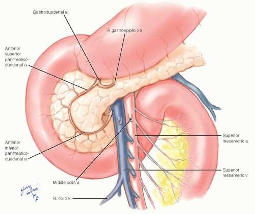 Anatomie