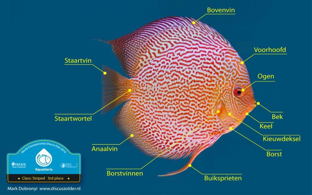 17 Tijdens het Open Nederlandse Kampioenschap Discusvissen worden de discusvissen op de volgende criteria gekeurd: Criteria De bek Ogen Het voorhoofd Bovenvin (dorsaal) Staartvin (caudaal)