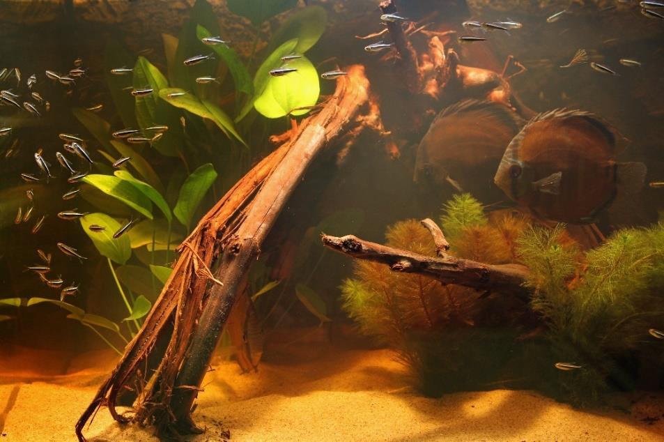 63 Een Juwel 450 Vision met een plantenpakket voor discusvissen! Nu moet het aquarium ook zodanig zijn ingericht, dat de vissen tussen de voerbeurten de grond kunnen afstruinen.