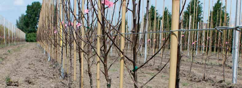 Aanplant bio-fruitbomen De start van uw bio-percelen Juist in een teelt waar scherpe regels van toepassing zijn, is een succesvolle aanplant van belang, zodat er een weerbare en vitale boom ontstaat.