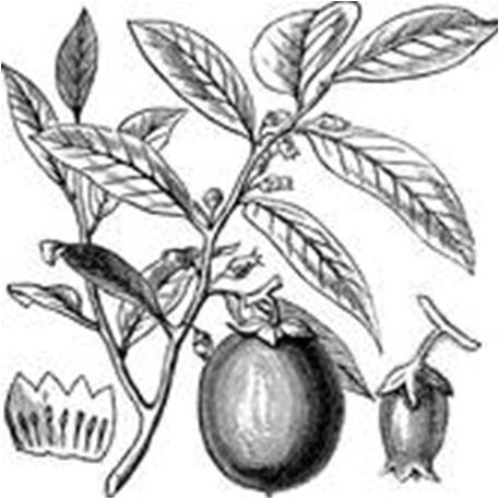 29 Geënte pawpaw (100-125 cm) Deze planten zijn op de leeftijd dat ze al vruchten kunnen dragen (jaar na aanplanten) Prima1216 (C3-45,00) Is een zelfbestuivend ras dat lekkere en zeer grote vruchten