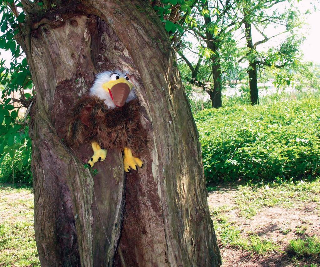 BASISONDERWIJS 1 e kleuter VOGEL WIL ERGENS ANDERS WONEN Arend is een vogel. Hij woont in een nest. Zijn nest vindt hij niet meer mooi.