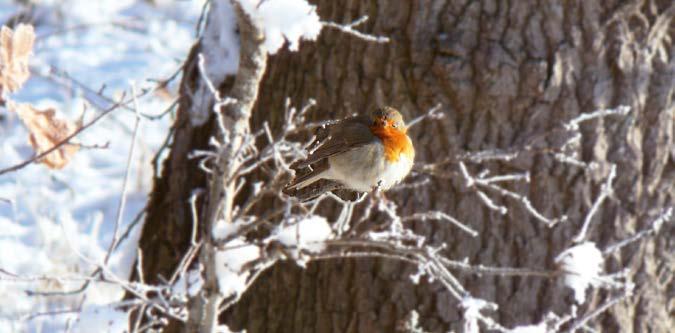 DIEREN IN DE WINTER Wij, mensen, zetten s winters de verwarming aan en blijven vooral binnen. Maar wat doen dieren in deze moeilijke tijd? Veel dieren houden een winterslaap of een winterrust.