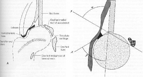 AO Echo