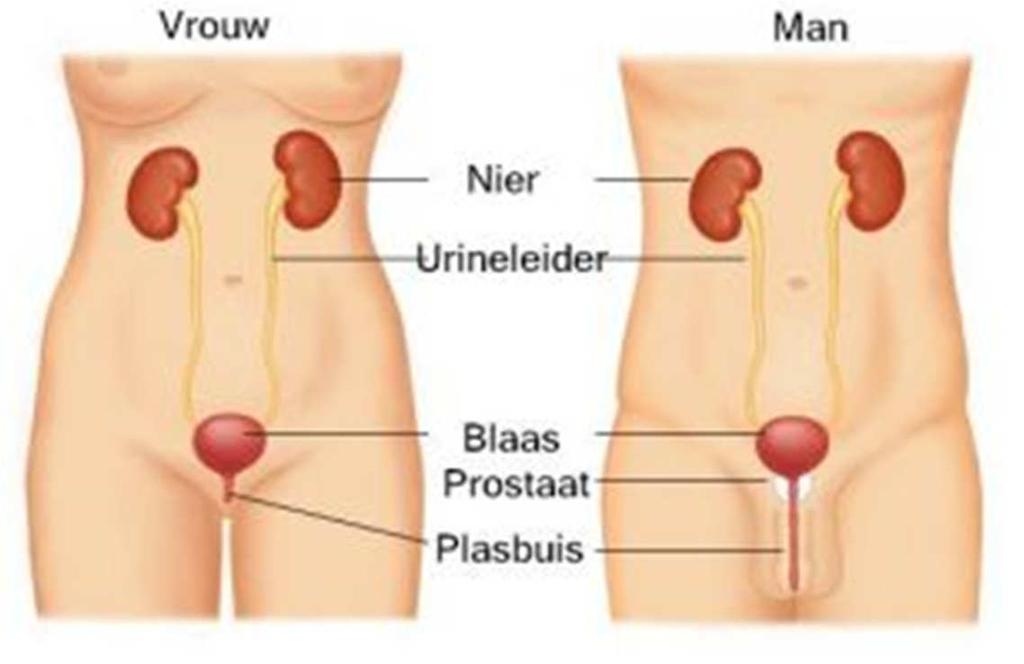Urinewegen: de nieren, de urineleiders (ureteren), de blaas, de
