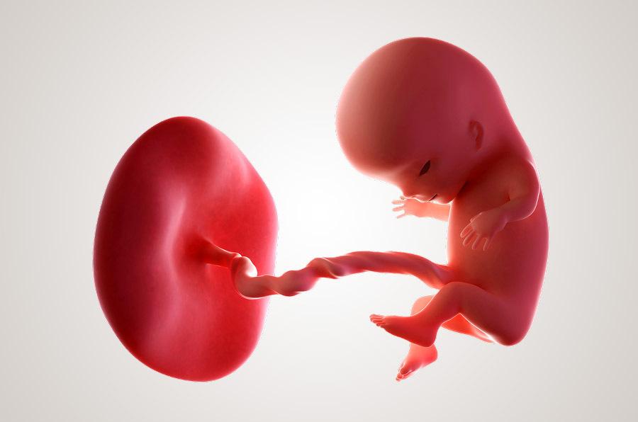 2. Ontwikkeling van een baby WEEK 11 Dag embryo,