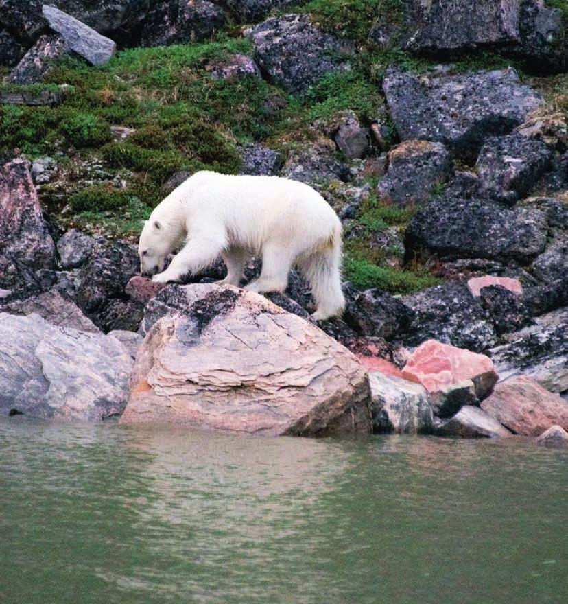 Een vette jonge ijsbeer scharrelt langs het water. Ze heeft zeker nog goed kunnen jagen op het fjord ijs waar de zeehonden liggen te rusten.