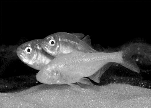 Stress versnelt evolutie van Mexicaans visje Evolutie gaat sneller als epigenetische mechanismen een rol spelen. Dit is aangetoond bij een zoetwatervisje, de Mexicaanse tetra.