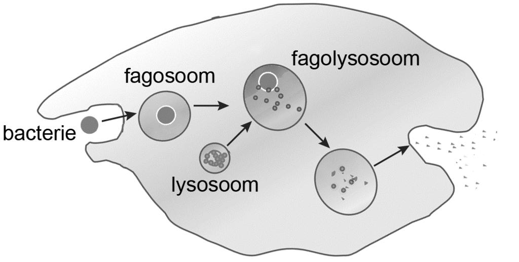 Coxiella burnetii is een sporevormende intracellulaire bacterie die zeer besmettelijk is: iemand kan al ziek worden van slechts één bacterie.