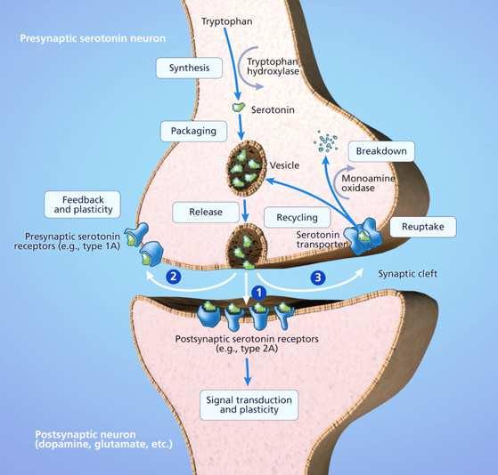 Pathofysiologie stimulatiecentrale en perifere5ht receptoren Centraal: vnl. hersenstam Perifeer: darm, bloedvaten Diagnose: Anamnese + klinisch onderzoek! Hunter Serotonin Toxicity Criteria(sens.